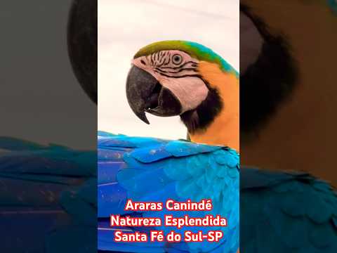 Santa Fé do Sul SP Araras Canindé #santafedosul #saopaulo #turistandoemsp #shorts #natal #brazil #sp