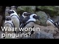 Wonen pinguins alleen op de zuidpool? | Het Klokhuis