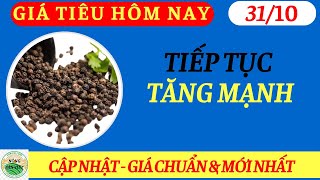 Giá Tiêu Hôm Nay Ngày 31/10/2024| Đà Tăng Tiếp Tục Nhờ Thị Trường UAE Sôi Động.
