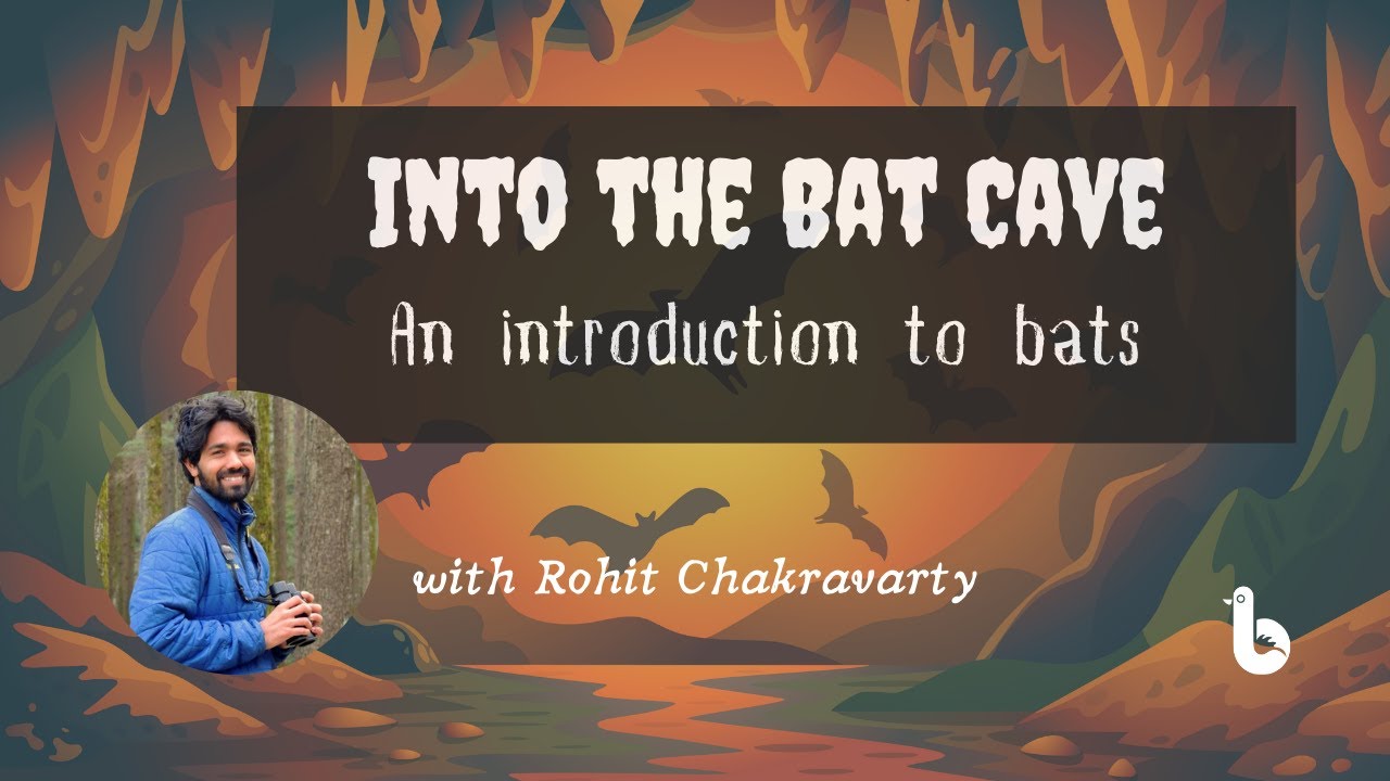 Into the Bat Cave: An introduction to bats with Rohit Chakravarty