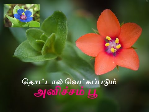 download lagu mp3 mp4 Anicham Poo, download lagu Anicham Poo gratis, unduh video klip Anicham Poo