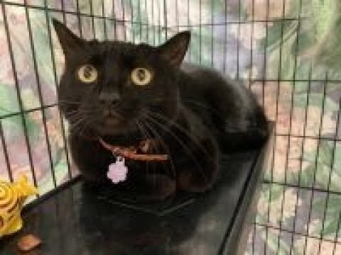 Raven, an adopted Domestic Short Hair in Kittanning, PA_image-1