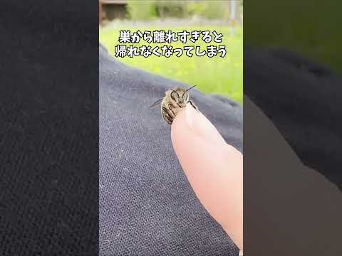 庭のミツバチの牧草地:これらの60の植物がこれに適しています トピックス