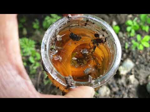 How to stop slugs from eating seedlings and young plants!