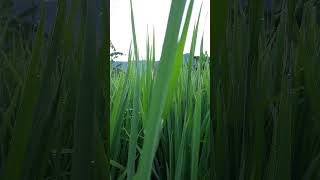 Download lagu Ya ampun indah sekali desaku penuh warna hijau di sawah #statuswa #shorts #jalanjajan #sawah mp3 Download lagu Ya ampun indah sekali desaku penuh warna hijau di sawah #statuswa #shorts #jalanjajan #sawah mp3