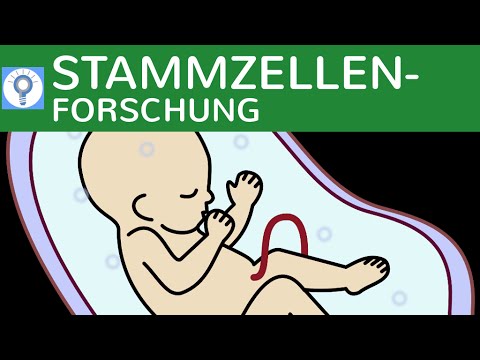 Stammzellenforschung - Totipotente & Pluripotente Stammzellen & Embryonenschutzgesetz