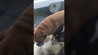 How to cure your dogs cloudy eyes.