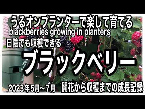 ブラッククロウベリー 植物