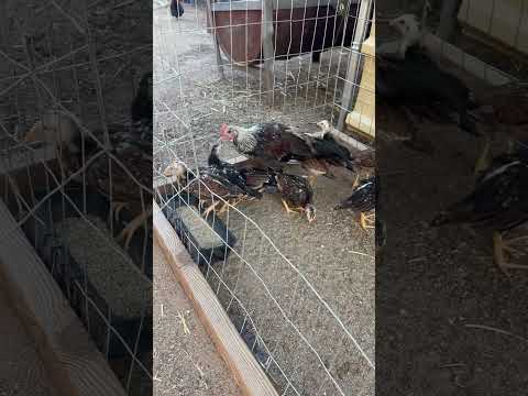 RANCHO J&J Asil👑 #rooster #roosterfarm #gallosfinos #like #comment #subscribe #fyp #fypシ #asil