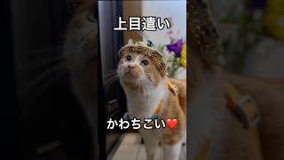 上目遣いがかわちこい🫶❤️ #もんちゃん #かわいい #cat #猫動画 #ねこ #オニヤンマ #cutecat #ぽっちゃり猫 #おすすめに乗りたい #賢い猫 #ルーティン