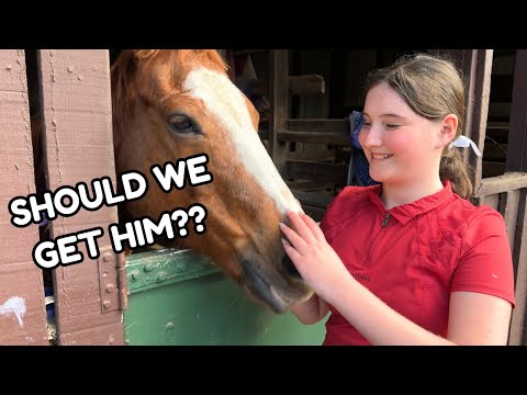 LOOKING FOR MY FIRST PONY