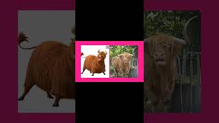 Download lagu Ferdinand the bull di dunia nyata💥😱 #fyp #shorts #trending #youtubeshorts mp3