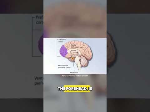 “The Mystery of the Forelock in the Quran | Science & Faith”