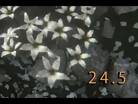 Bloodborne Blind Run, L'Anima della Scoperta II [24.5] - "Destarsi"