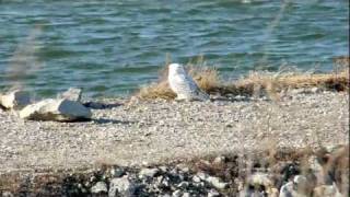 preview picture of video 'Snowy Owl at Smithville Lake, MO'