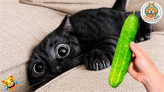 Try Not To Laugh 🤣 Best Funny Cats and Dogs Videos 2026 😺🐶 #43 gameplay video by CPADS, 60:58 duration