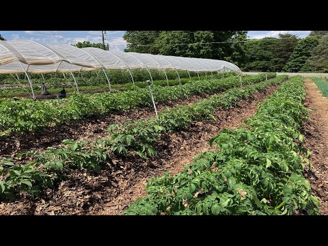 Almost 3 Year Old Market Garden TOUR