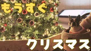 クリスマスの準備しました🎄