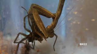 Praying Mantis Removes Big Spiders Natural Pest Control Method