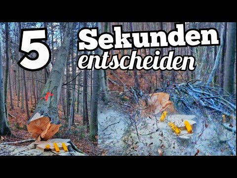 Buchenfällung geht schief! - ❗LEBENSGEFAHR durch Schnittfehler❗