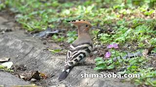 ヤツガシラ、トラツグミ、ズグロミゾゴイ、ジョウビタキ(動画あり)