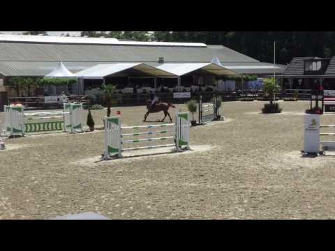 7yr stallion Comme il Faut x Salinator (Sold)