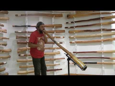 Gumaroy Newman Didgeridoo Solo