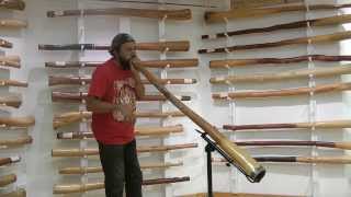 Gumaroy Newman Didgeridoo Solo