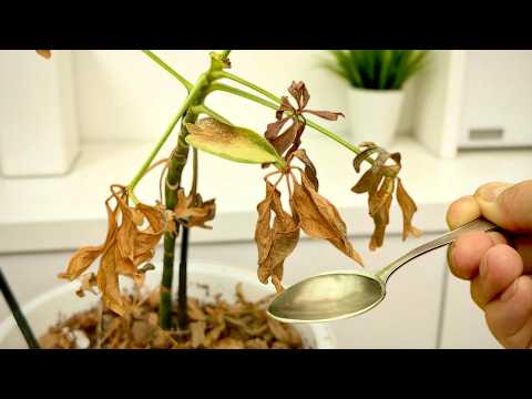 How to Revive Any Dying Plant With This Simple Trick (Works Every Time!) 🌱