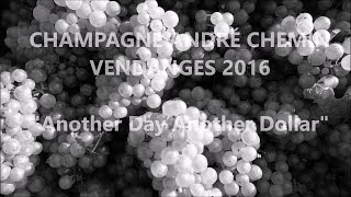 #Vendanges 2016#Grape Harvest 2016