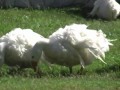 The Flock