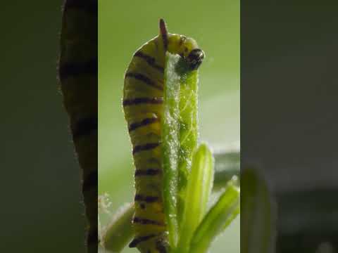 The Hungry Caterpillar Life Cycle: Nature's Amazing Transformation
