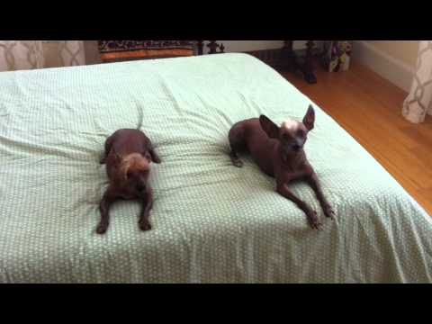 Hairless GoofBalls!!