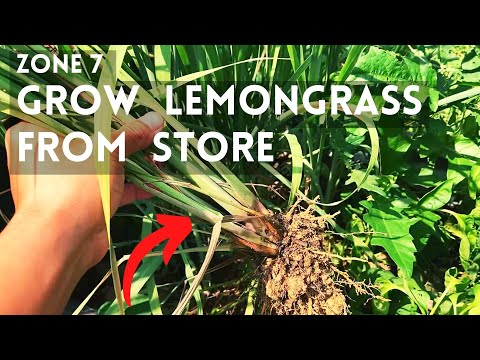 how to grow lemongrass from grocery store. zone 7