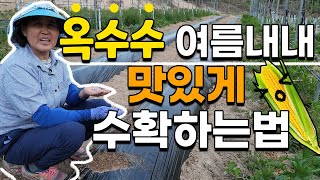 옥수수 이렇게 심으면 맛있게 계속 수확할 수 있습니다 토종 찰옥수수 대학찰옥수수 옥수수심기