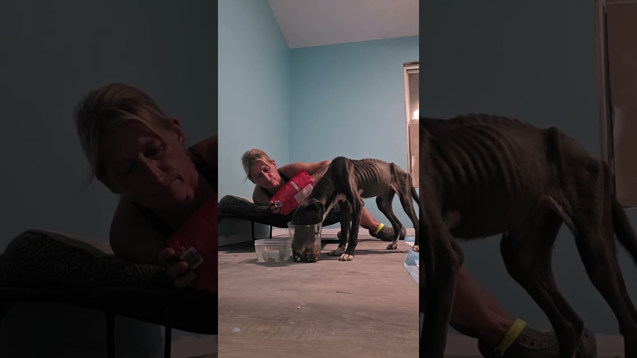 Elsie video
