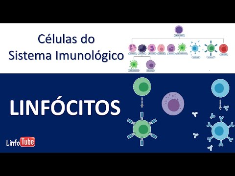 Linfócitos