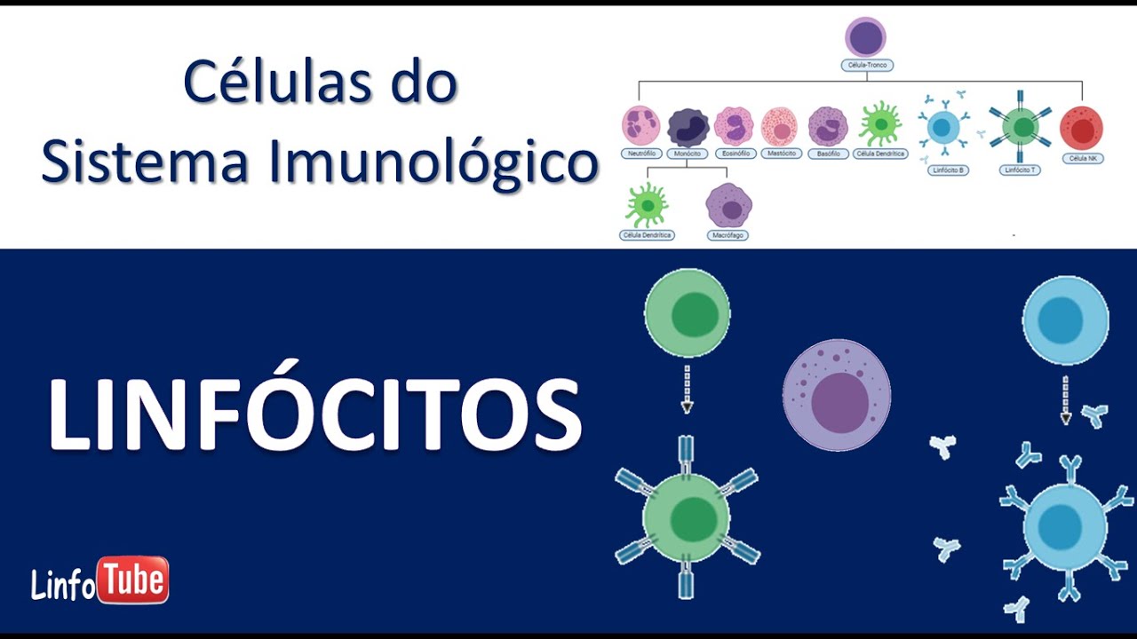 Linfócitos