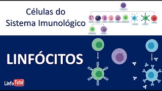 Linfócitos