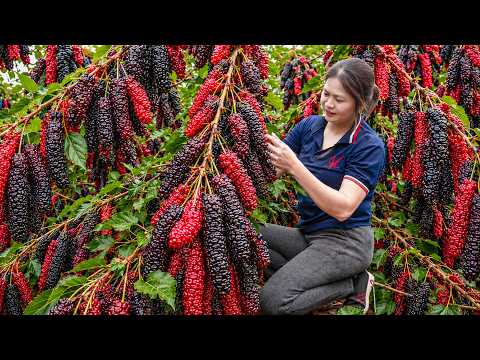 Harvesting Giant Mulberries to Sell at Village Market | Rare Dryland Fruit Sells Out Fast