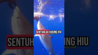 Download lagu ADEGAN BERBAHAYA JANGAN DITIRU #adeganberbahaya #hiu mp3