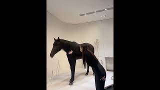 I Like Strong Black Horse #shorts #ShotVids #viralshots #trendingshorts