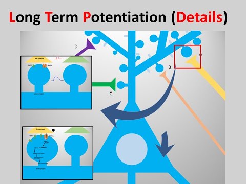 long-term potentiation(LTP) details
