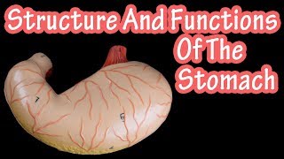 Structure & Functions Of The Stomach
