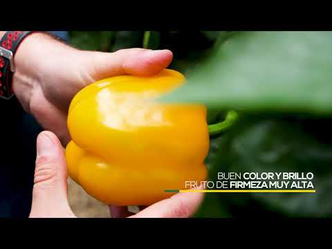 Video: MORFEO F1