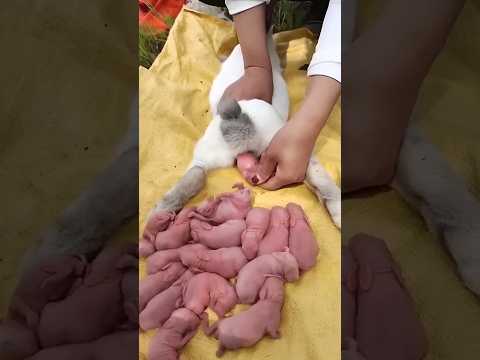 Capybara growth - Baby rabbit 1 To 16 Days