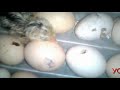 Incubators for birds or reptiles eggs