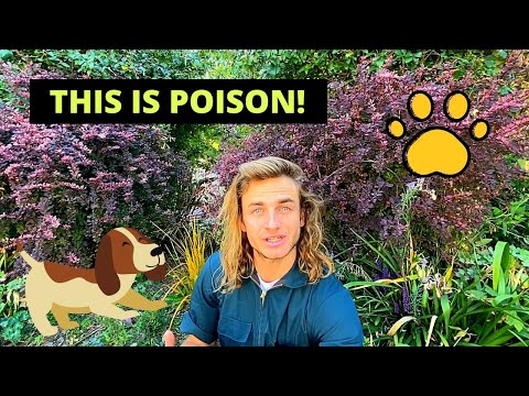 THREE plants POISONOUS to your pets!