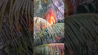 Download lagu innalillahi  pohon kelapa disambar petir mp3