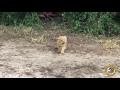 I Am A Gorongosa Lion Hear Me Roar